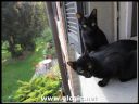 Black magic cats: bombay and havana